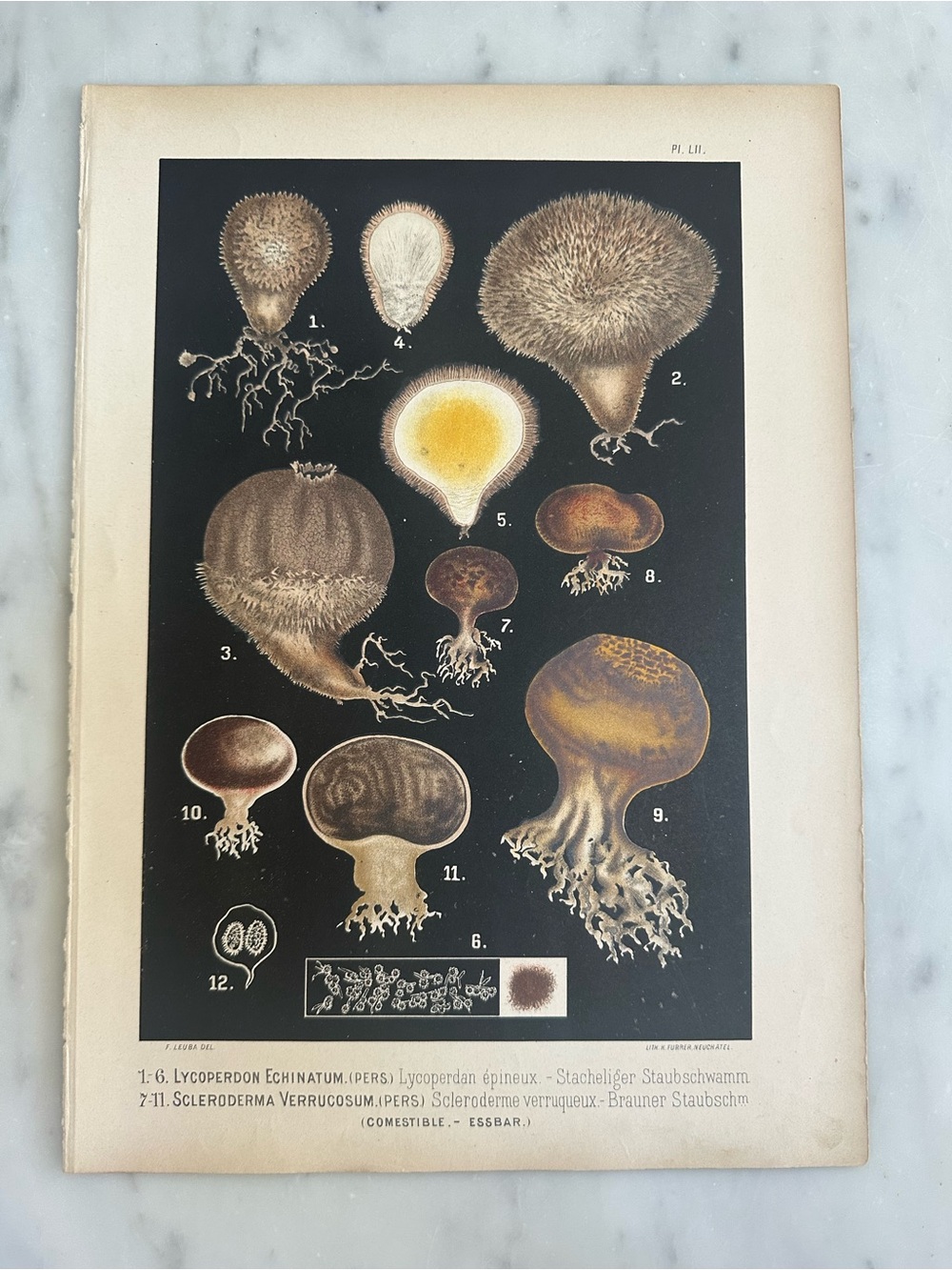 1890 Fritz Leuba Mushroom Chromolithograph Plate